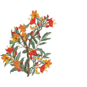 Flower Kurta Embroidery Design